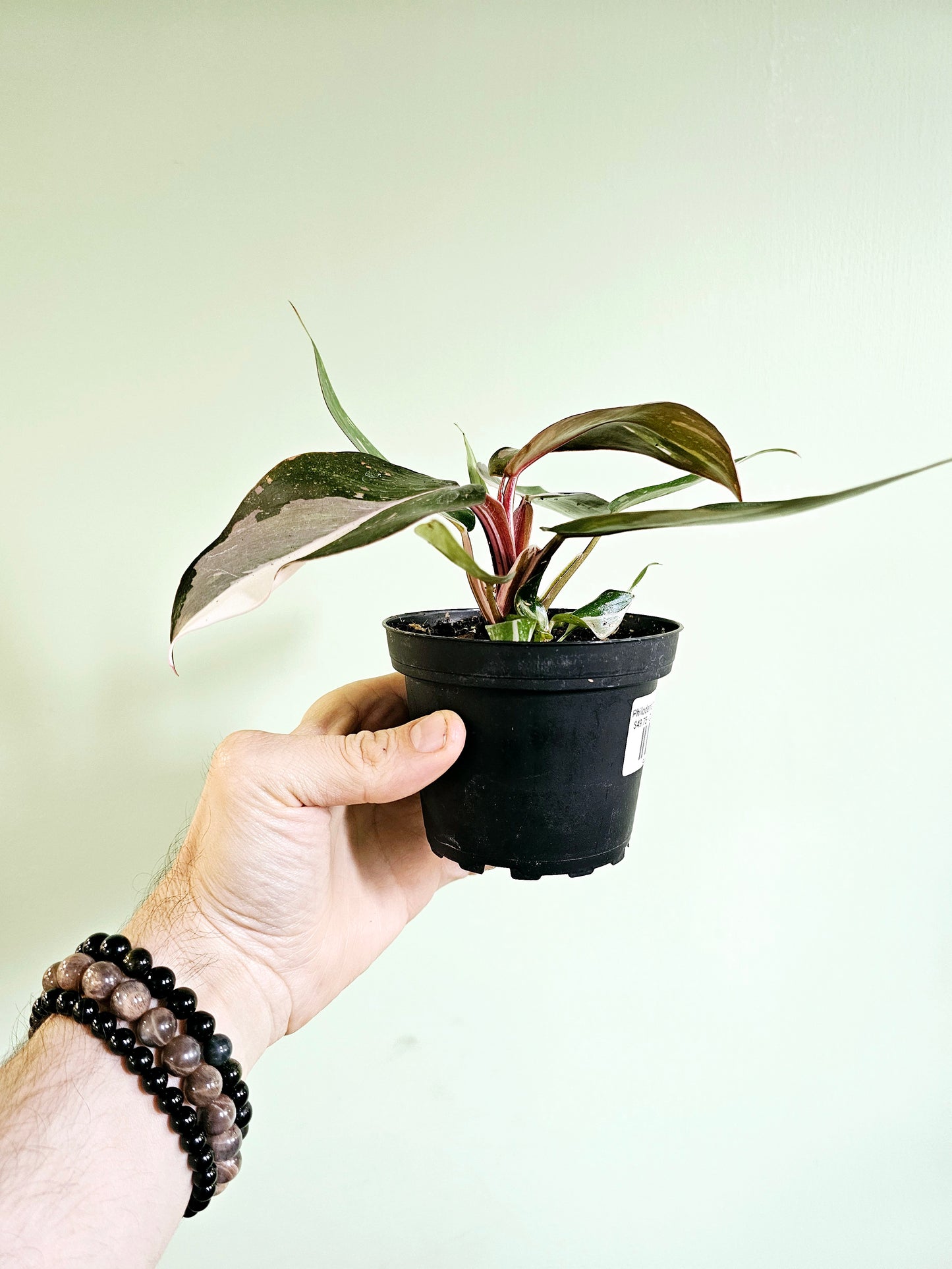 Philodendron Red Anderson 4"