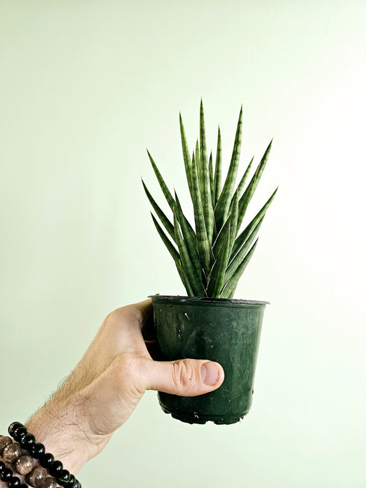 Sansevieria Francisii sp. FKH 432 4"