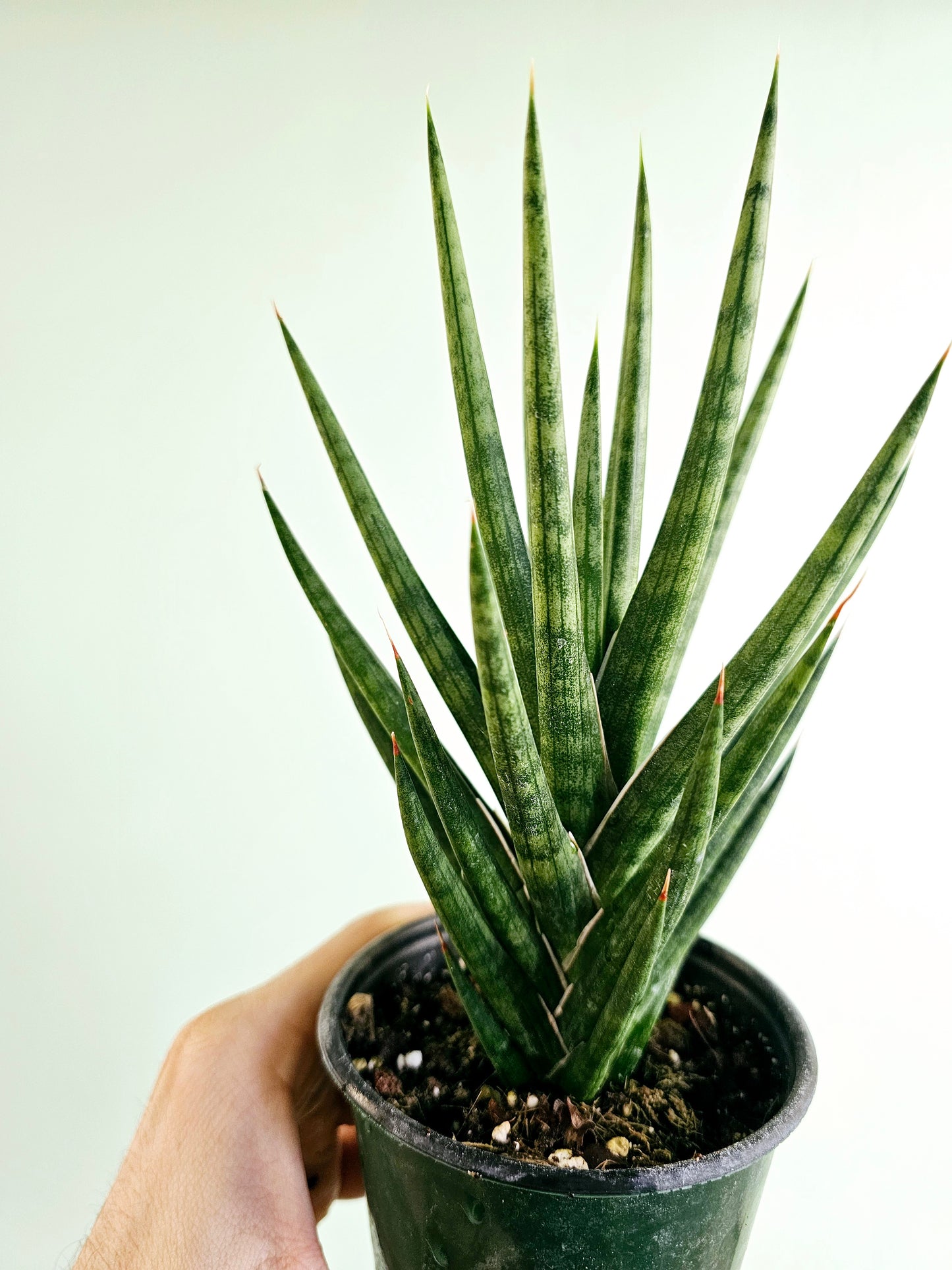 Sansevieria Francisii sp. FKH 432 4"