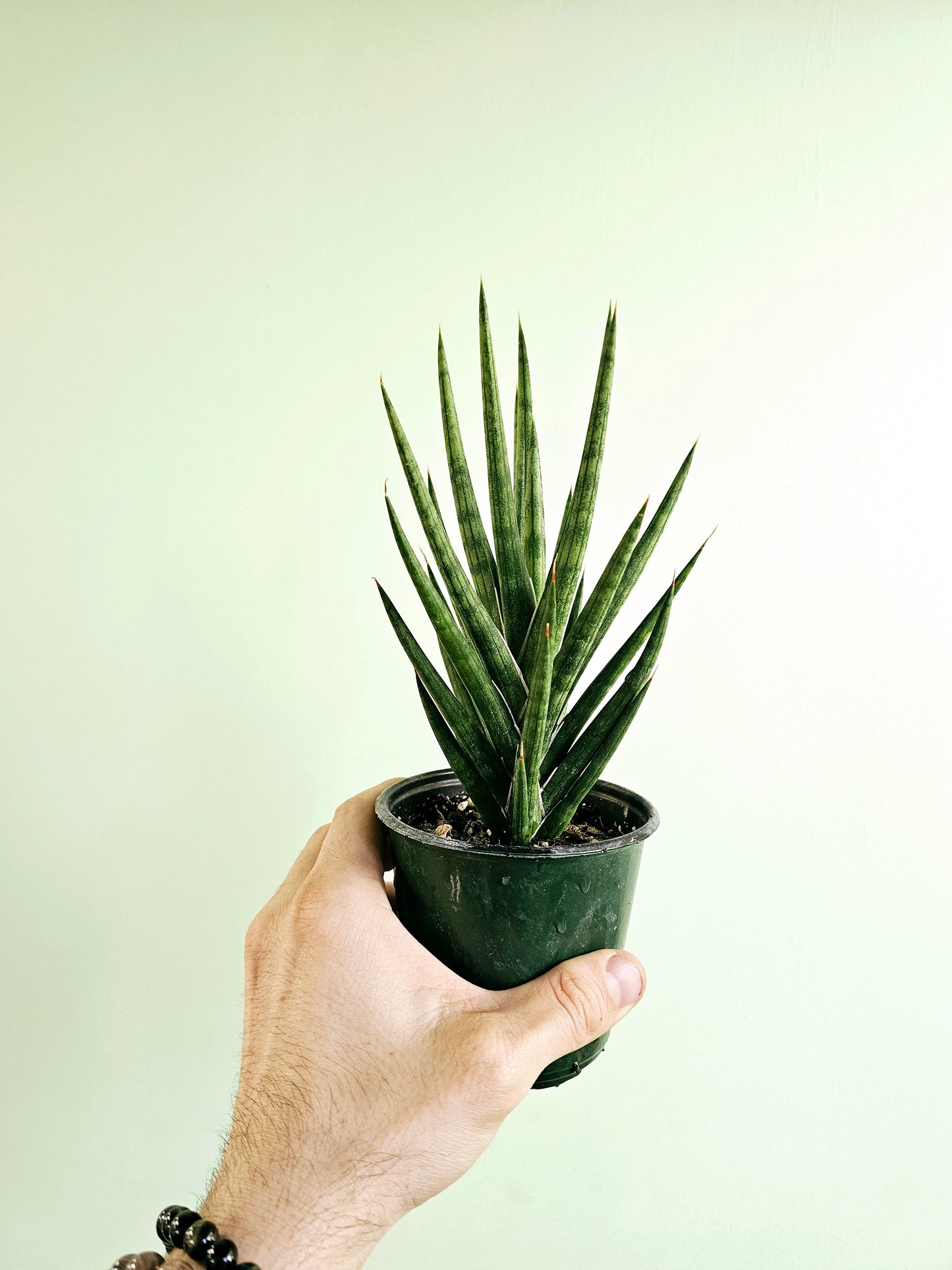 sansevieria francisii Sansevieria Francisii sp. FKH 432 "Racoon Tail" 4" – Quartz Botanicals