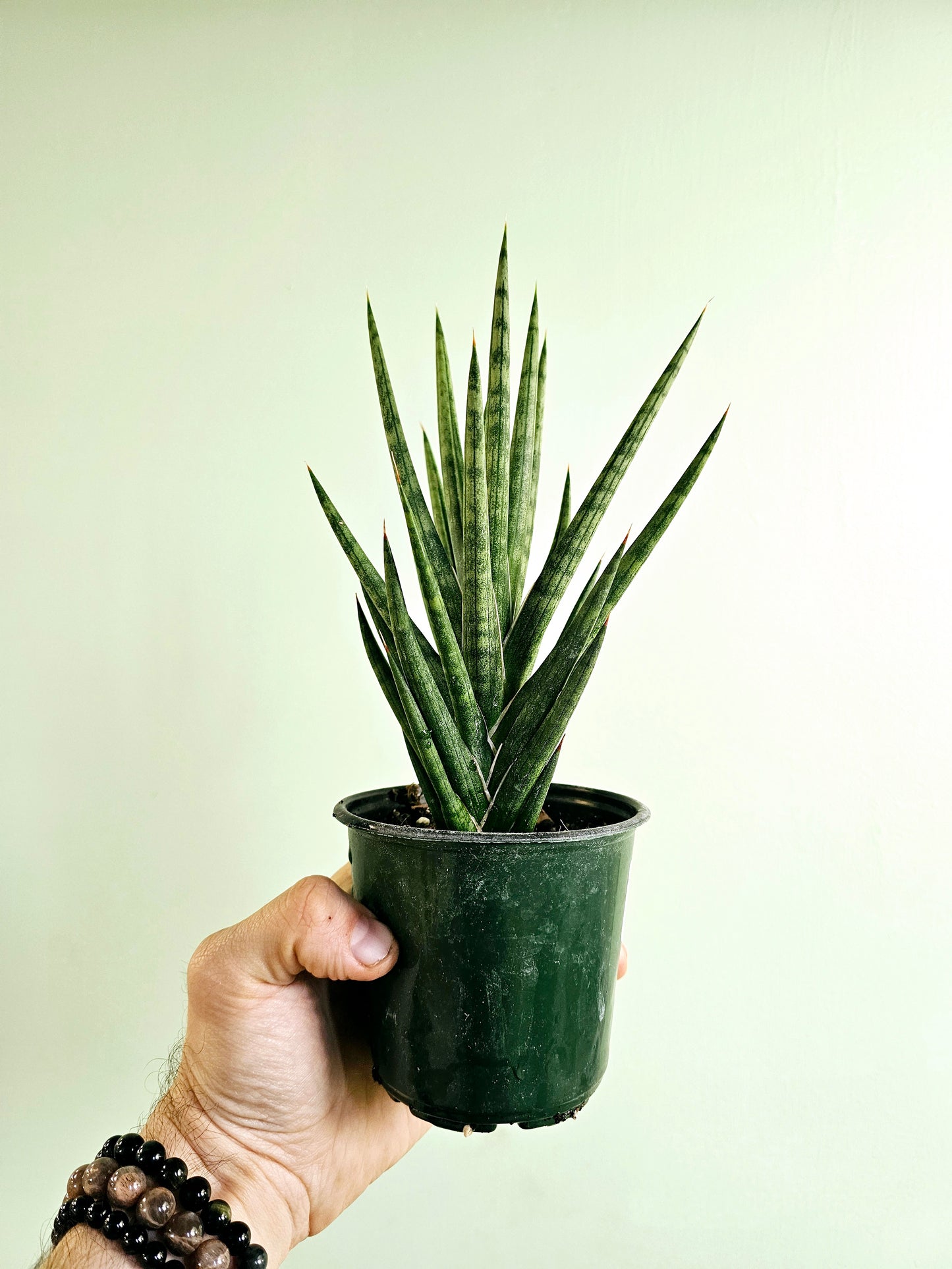 Sansevieria Francisii sp. FKH 432 4"