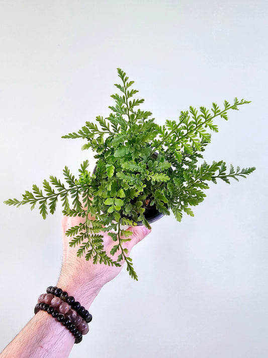 Asplenium dimorphum 'Austral Gem' Fern 4"