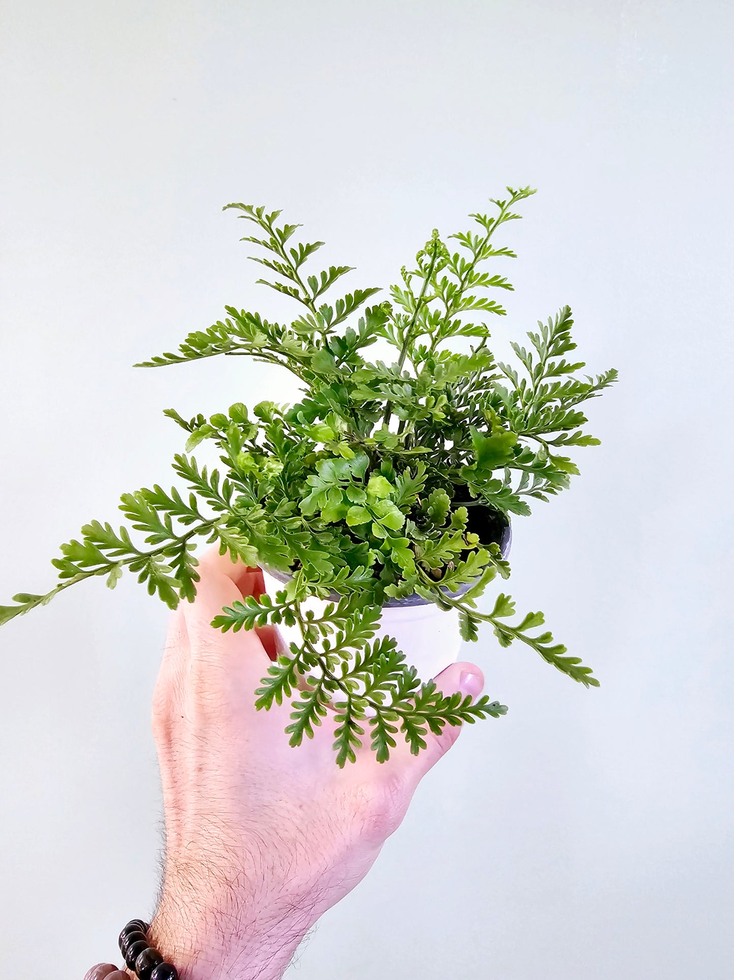 Asplenium dimorphum 'Austral Gem' Fern 4"