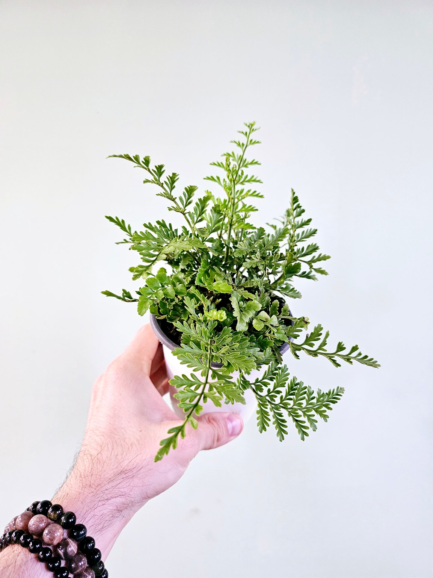 Asplenium dimorphum 'Austral Gem' Fern 4"