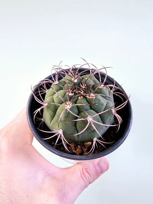 Gymnocalycium Pflanzii Chin Cactus 4"