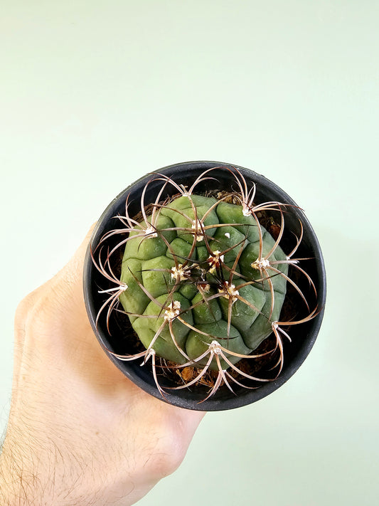 Gymnocalycium Pflanzii Chin Cactus 4"