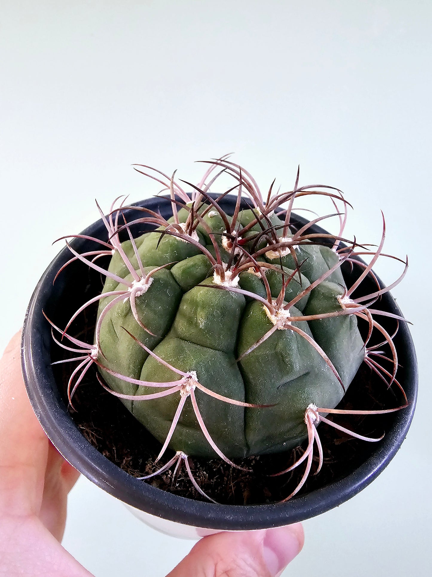 Gymnocalycium Pflanzii Chin Cactus 4"