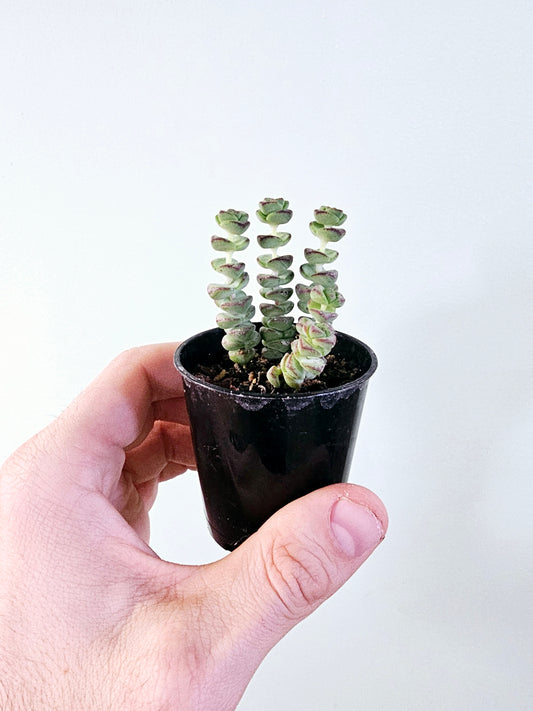 Crassula 'Baby's Necklace" 2.5"