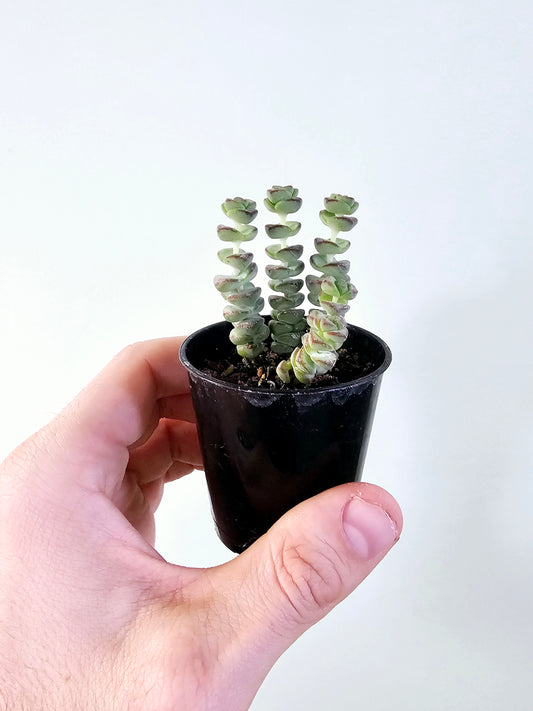 Crassula 'Baby's Necklace" 2.5"