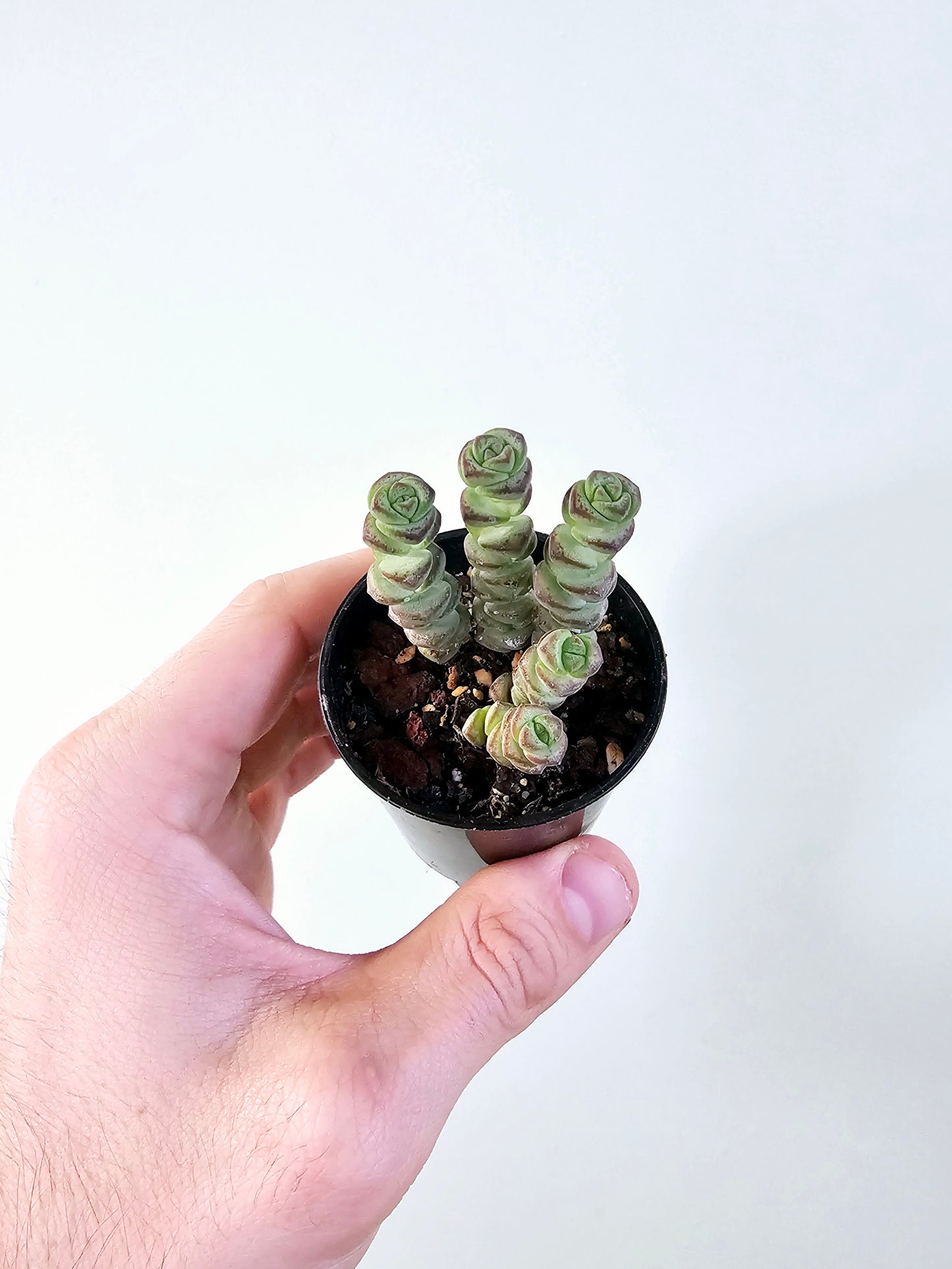 Crassula 'Baby's Necklace" 2.5"