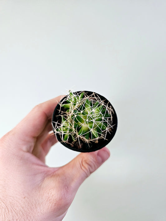 Mammillaria decipiens ssp. camptotricha 2.5"