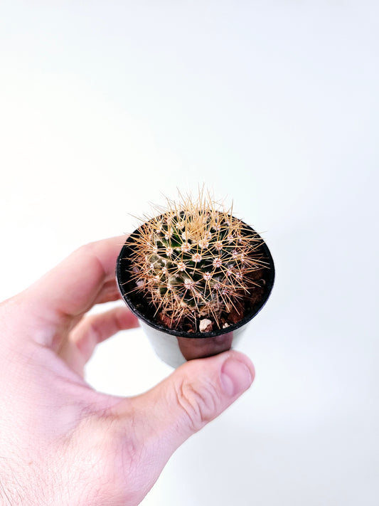 Mammillaria nivosa 2.5"