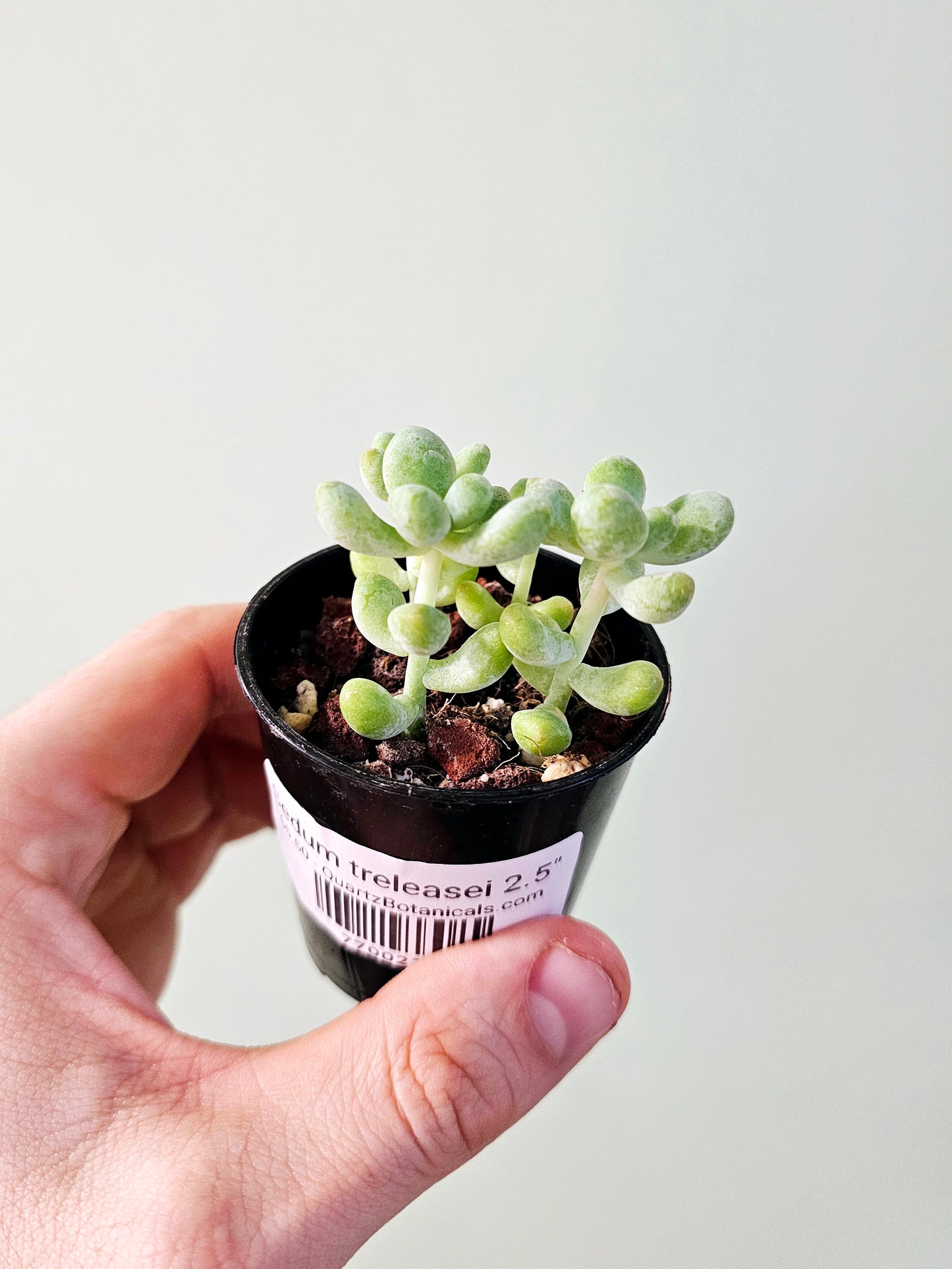 Sedum treleasei 2.5"