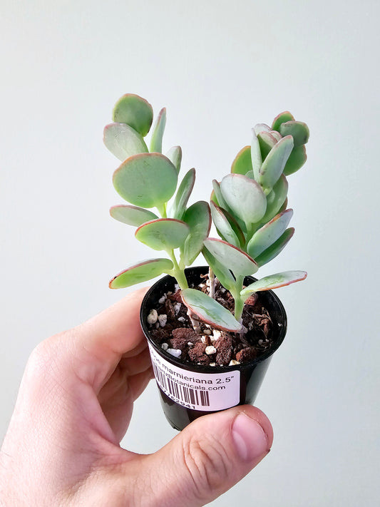 Kalanchoe marnieriana 2.5"