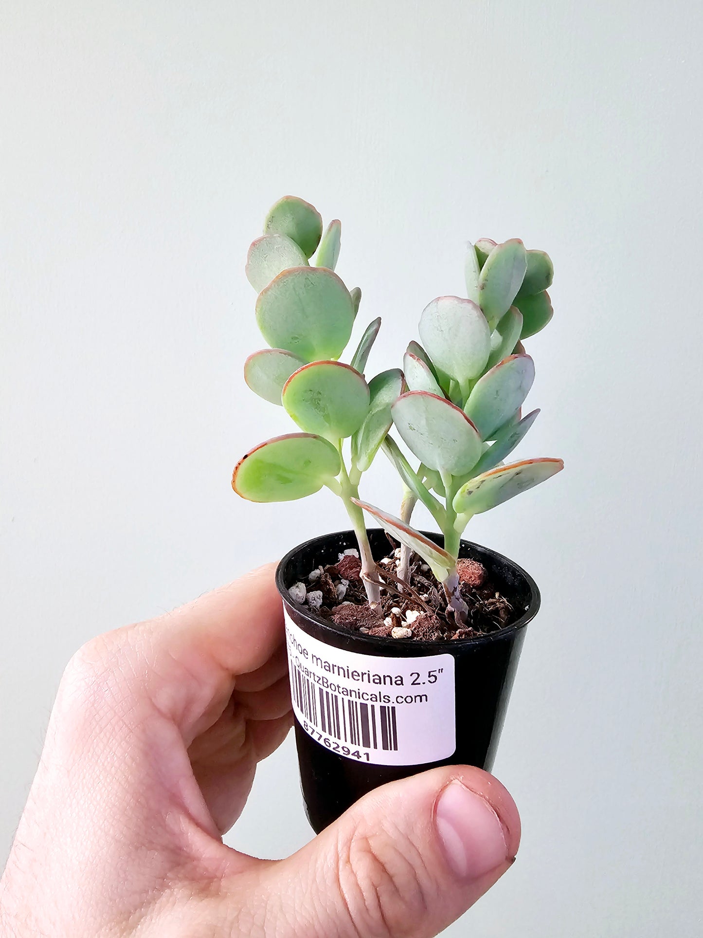 Kalanchoe marnieriana 2.5"