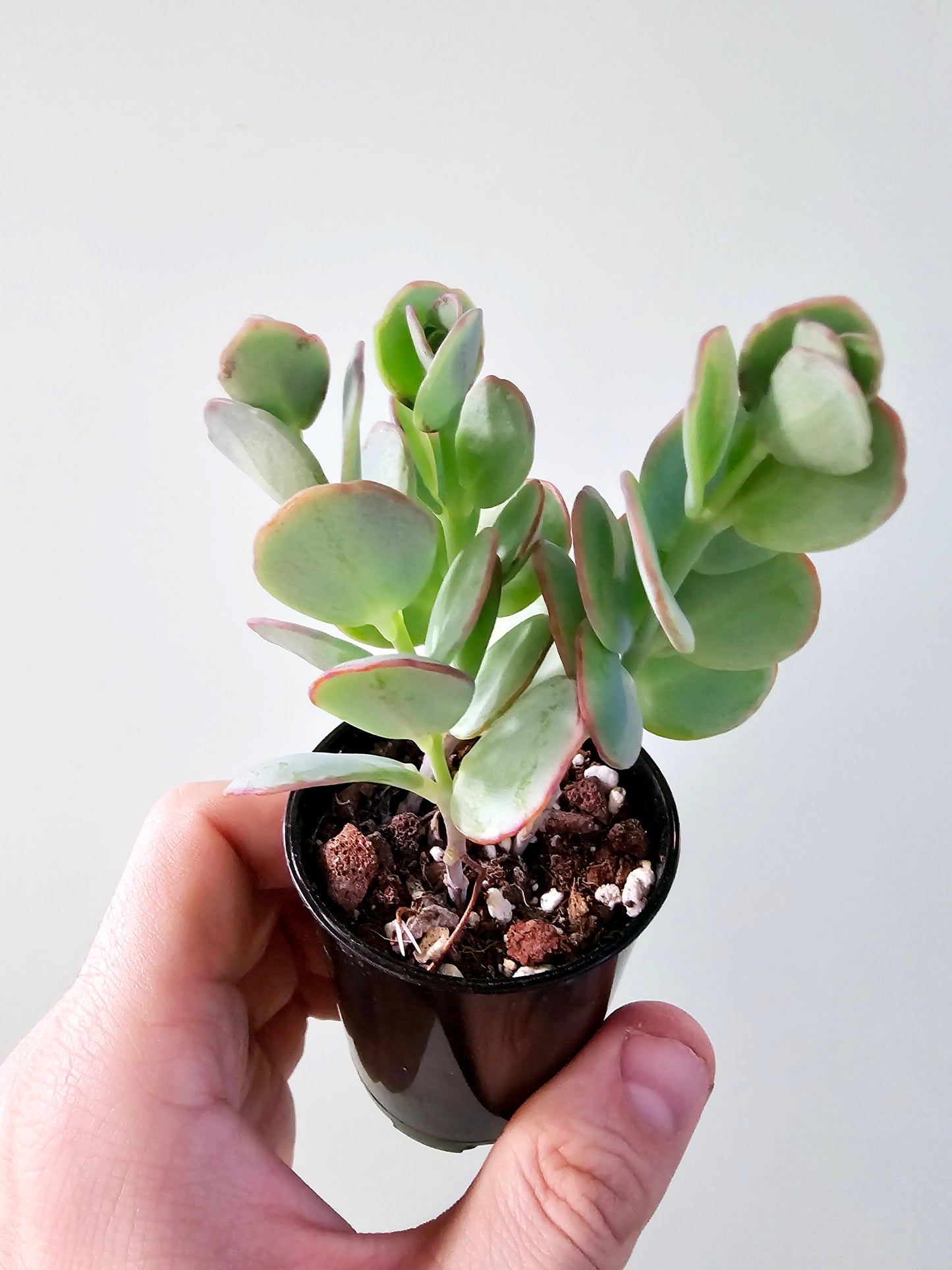 Kalanchoe marnieriana 2.5"