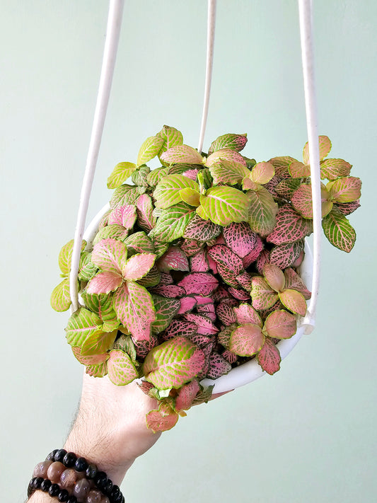 Fittonia albivenis 'Zalm Ruby Lime' 6" HB