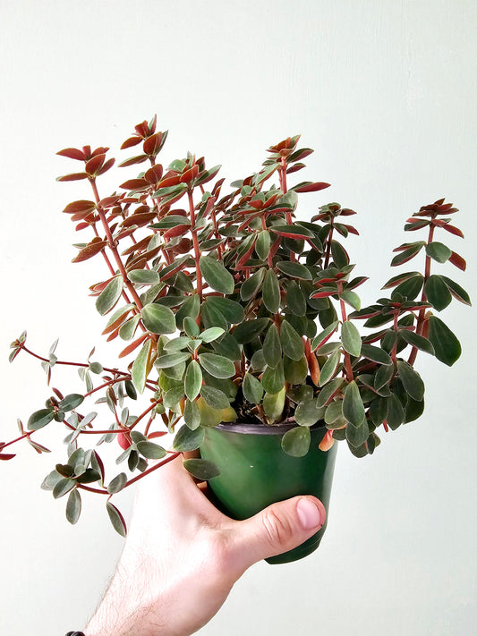 Peperomia verticillata 4"