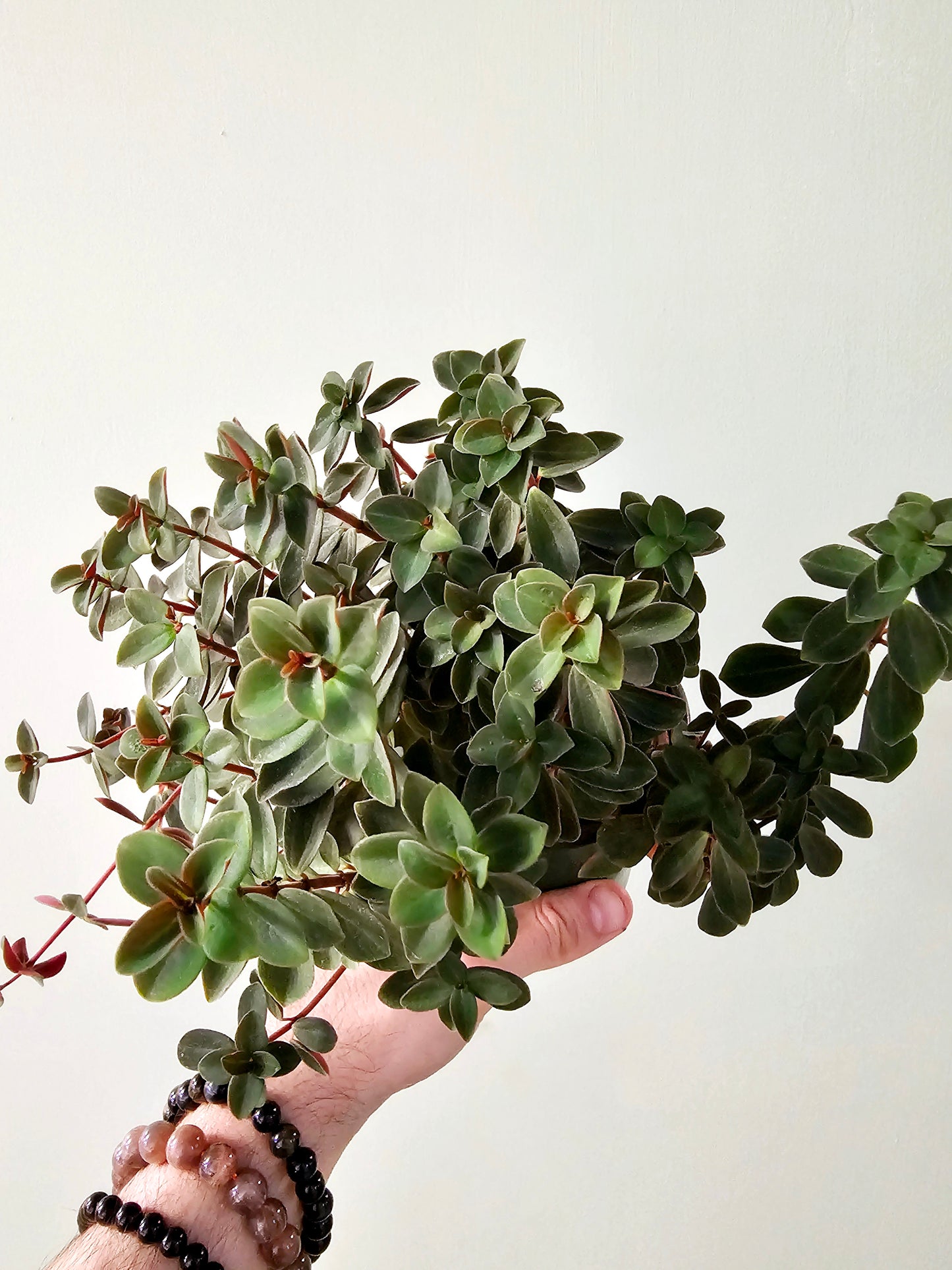 Peperomia verticillata 4"