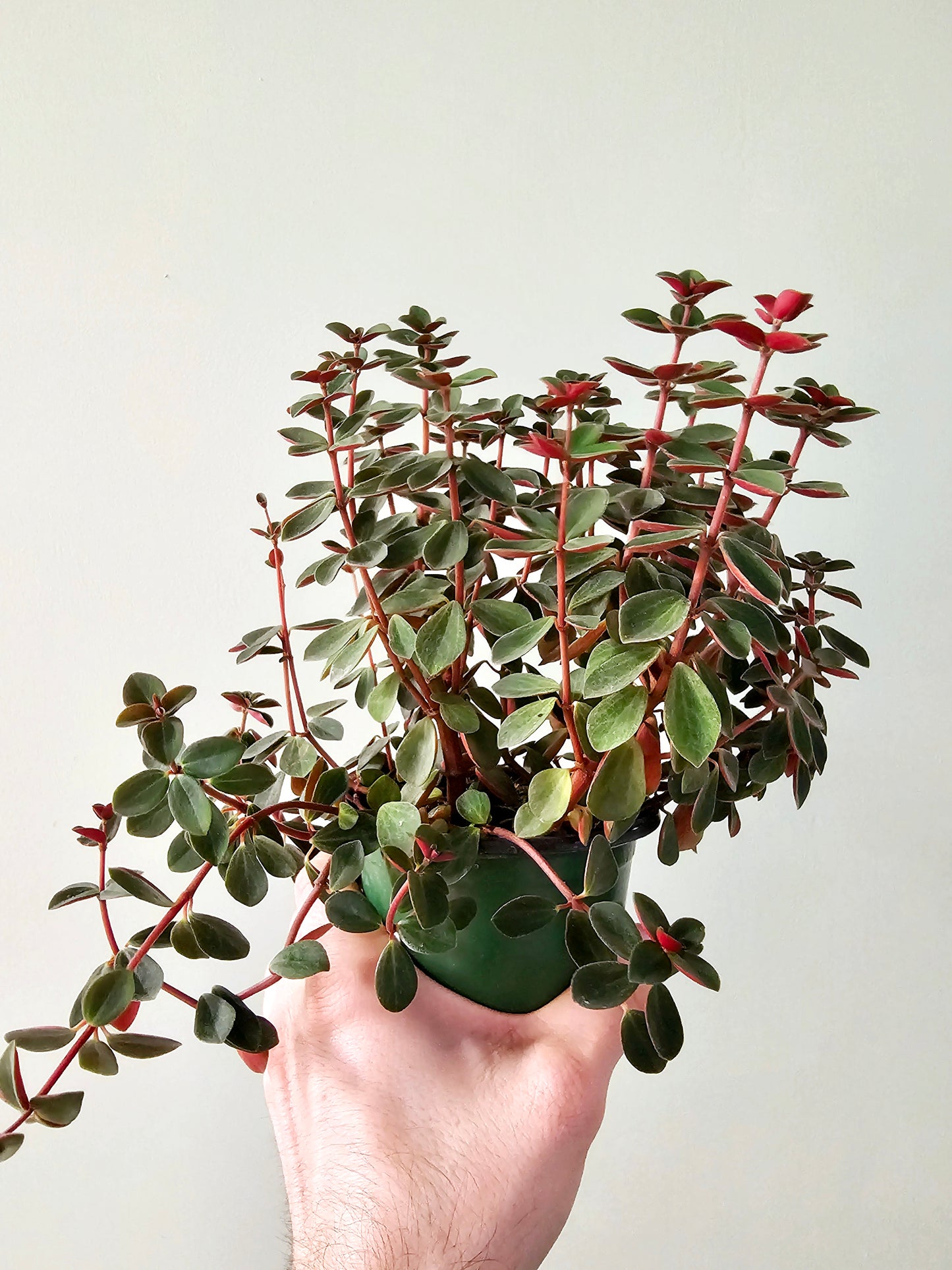 Peperomia verticillata 4"