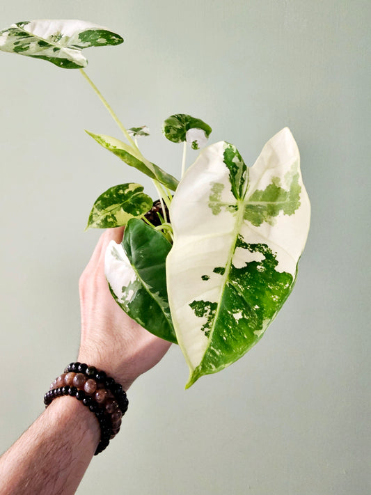 Alocasia frydek Variegated 4"