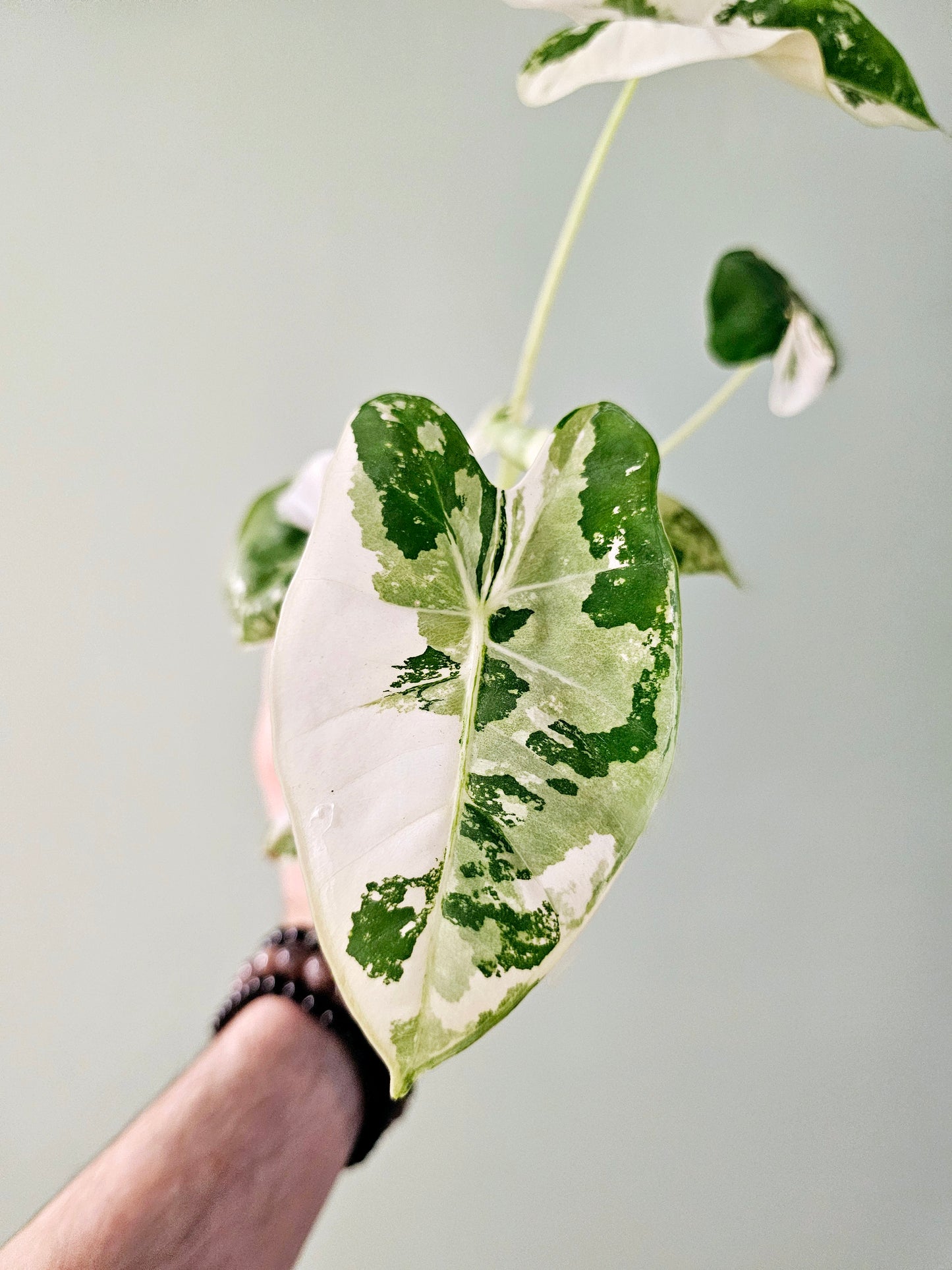 Alocasia Frydek Variegated 4"