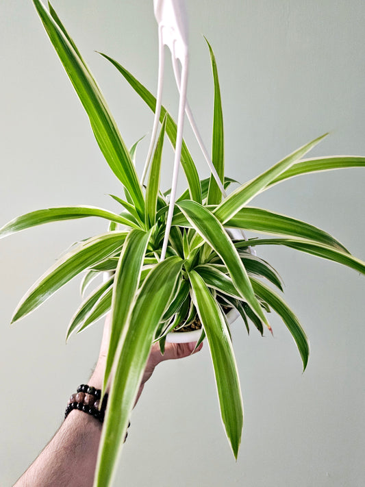 Chlorophytum comosum 'Irish' Variegated Spider Plant 6" HB