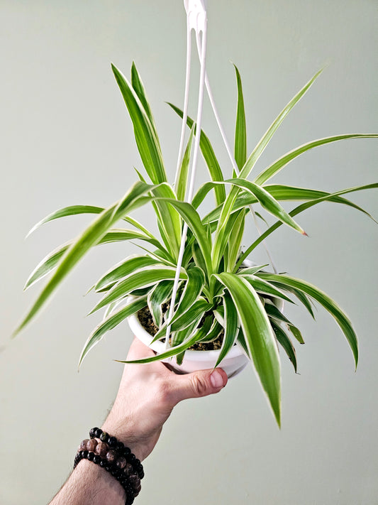 Chlorophytum comosum 'Irish' Variegated Spider Plant 6" HB