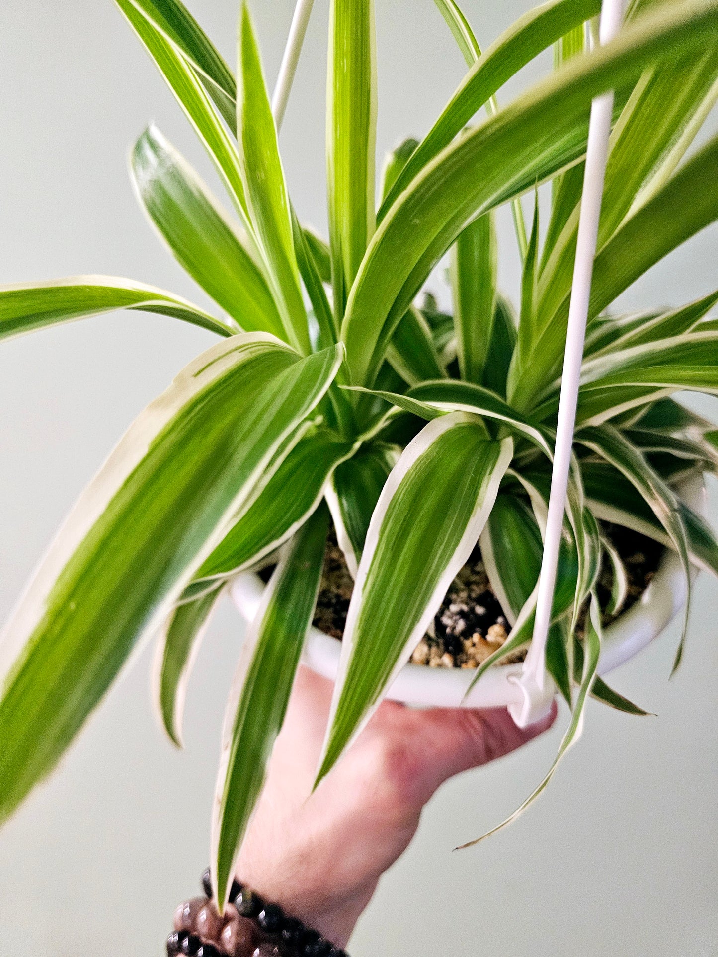 Chlorophytum comosum 'Irish' Variegated Spider Plant 6" HB