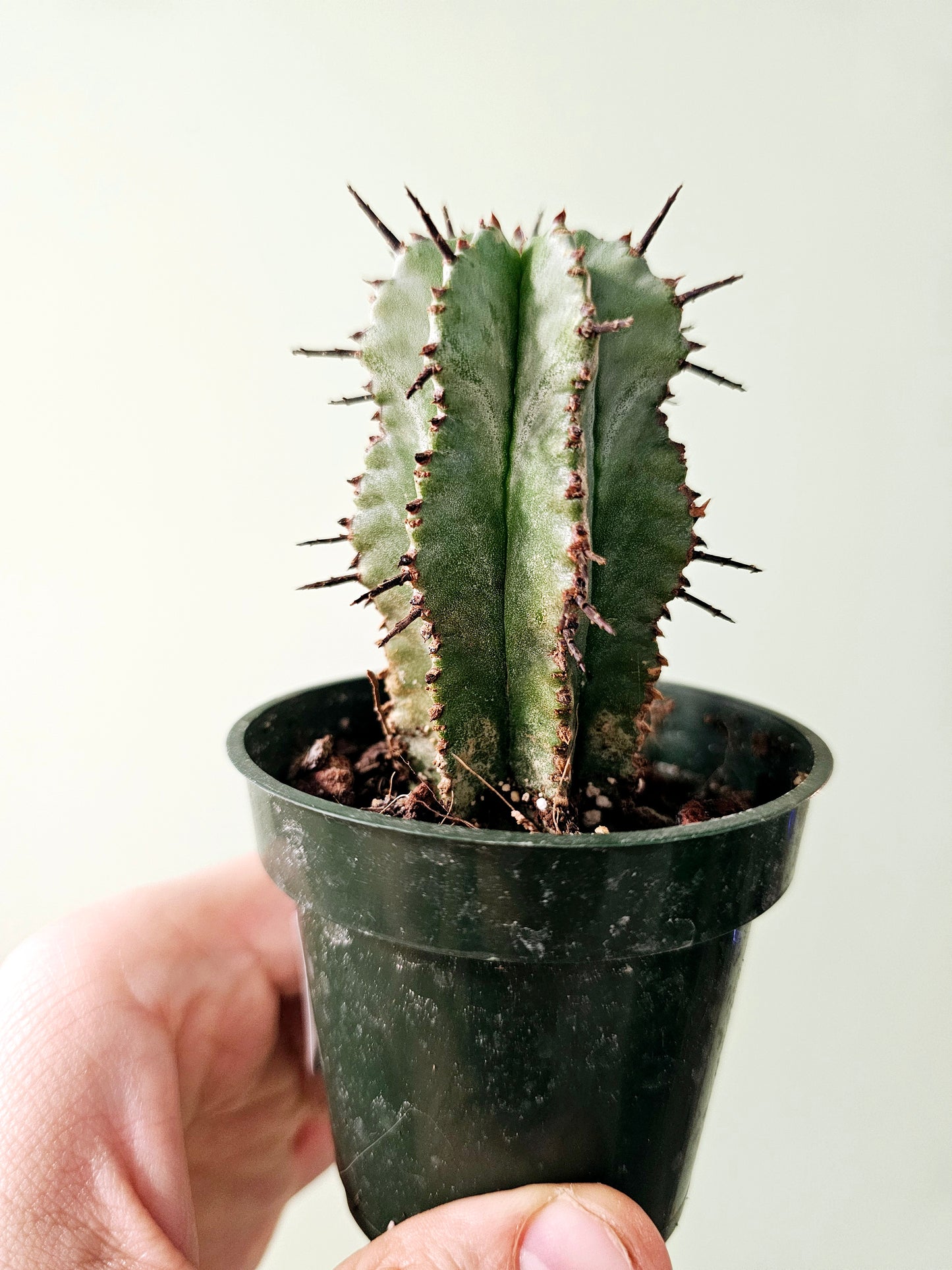 Euphorbia polygona 3"