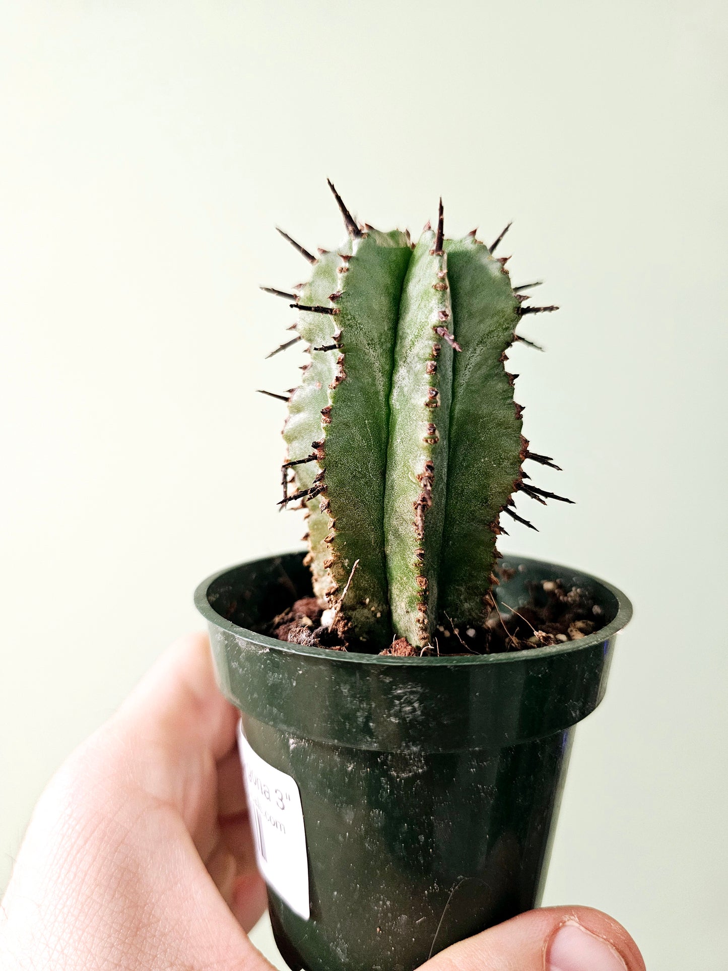 Euphorbia polygona 3"