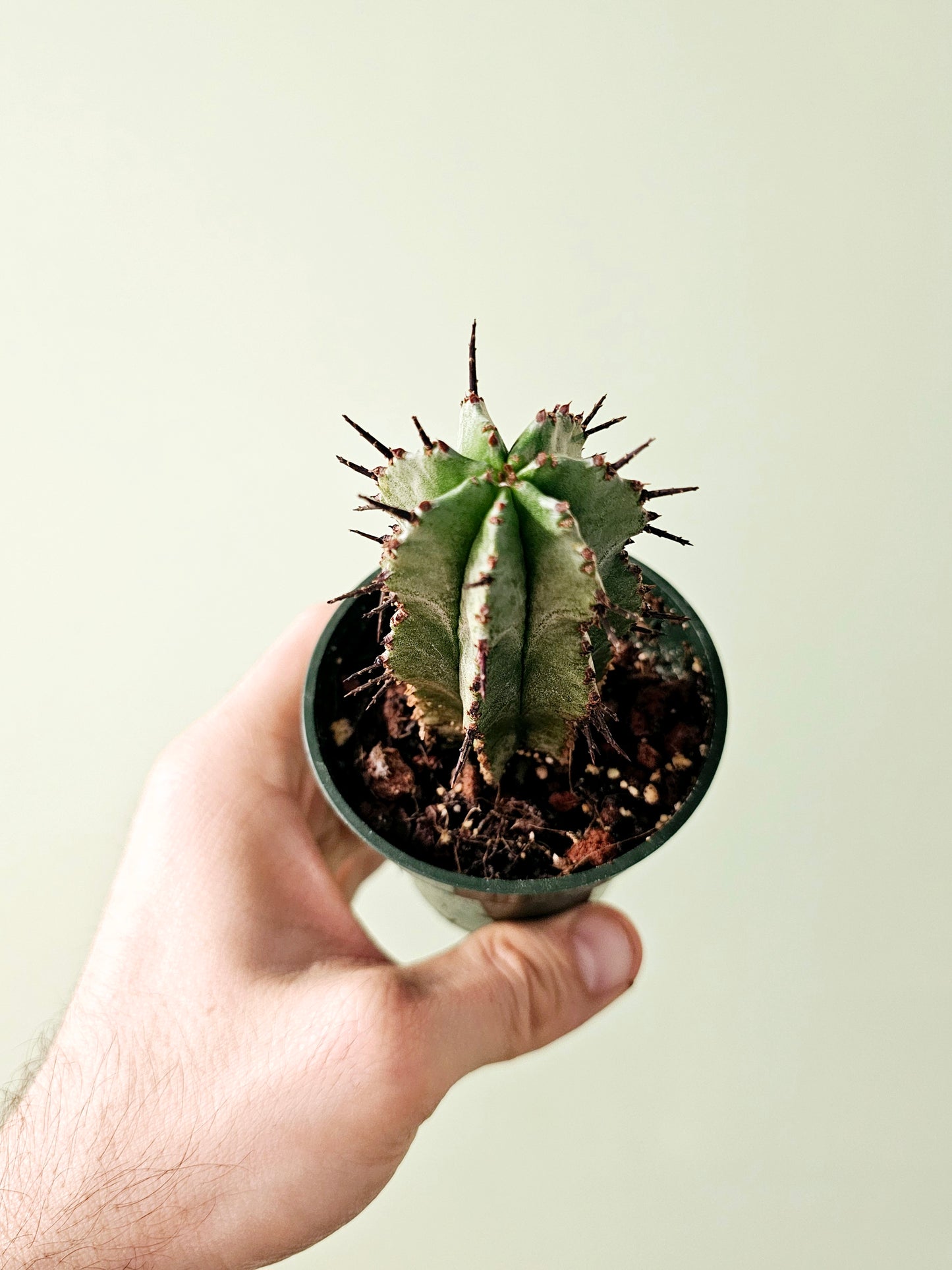 Euphorbia polygona 3"