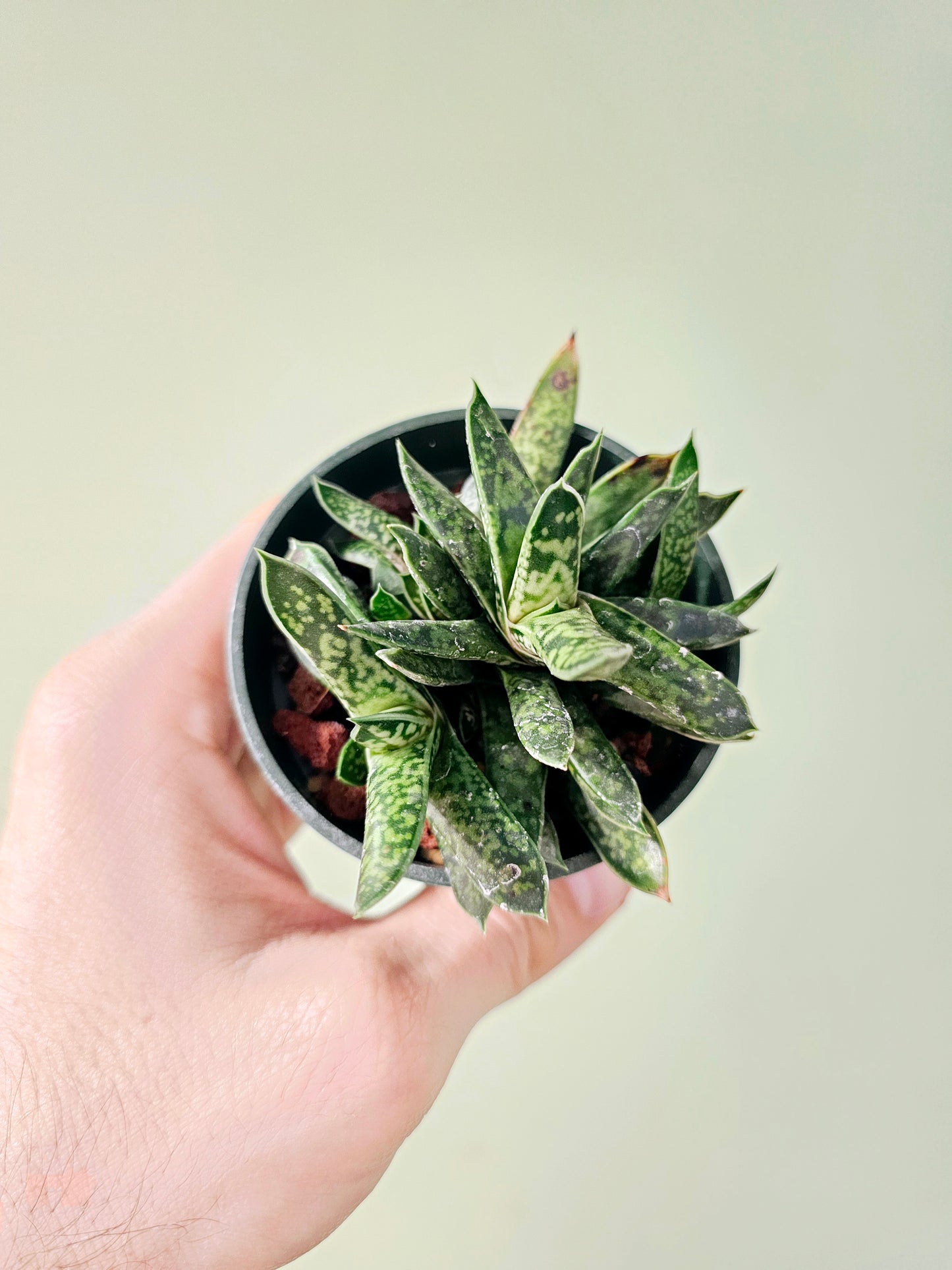 Gasteria bicolor var. Liliputana 3"