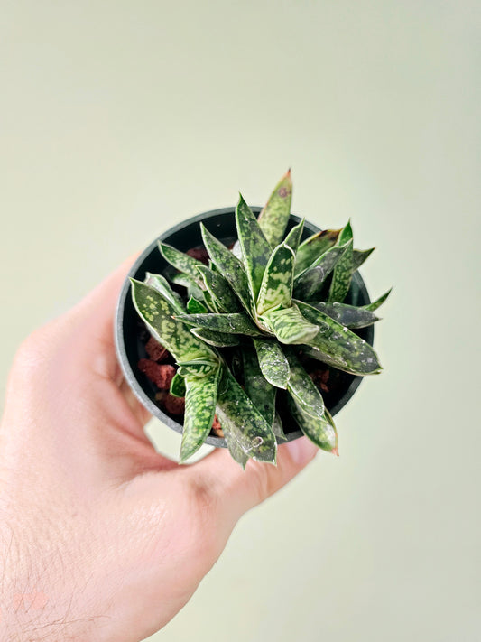 Gasteria bicolor var. Liliputana 3"