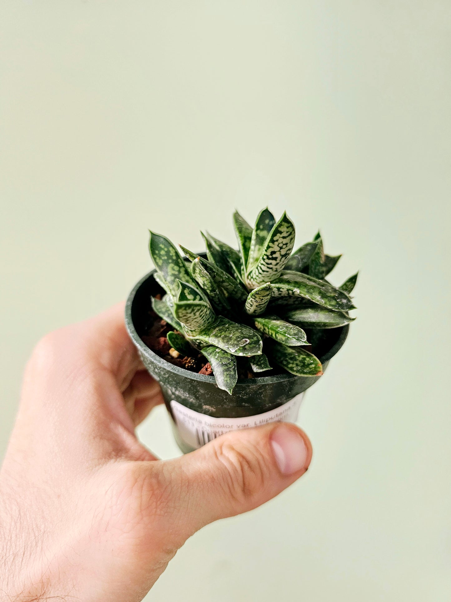 Gasteria bicolor var. Liliputana 3"