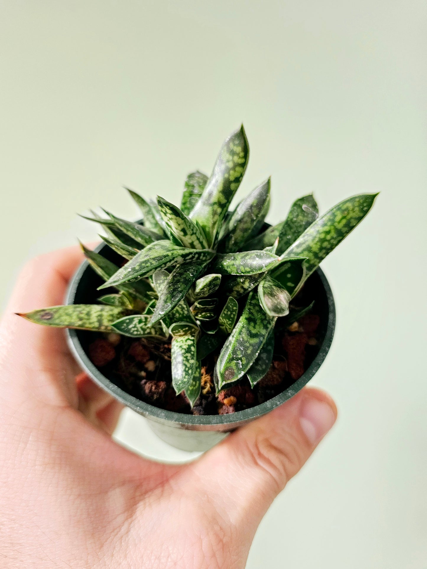 Gasteria bicolor var. Liliputana 3"