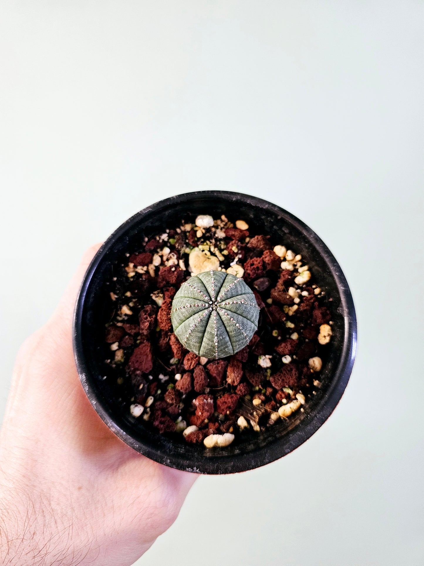 Euphorbia obesa "Baseball Cactus" 4"