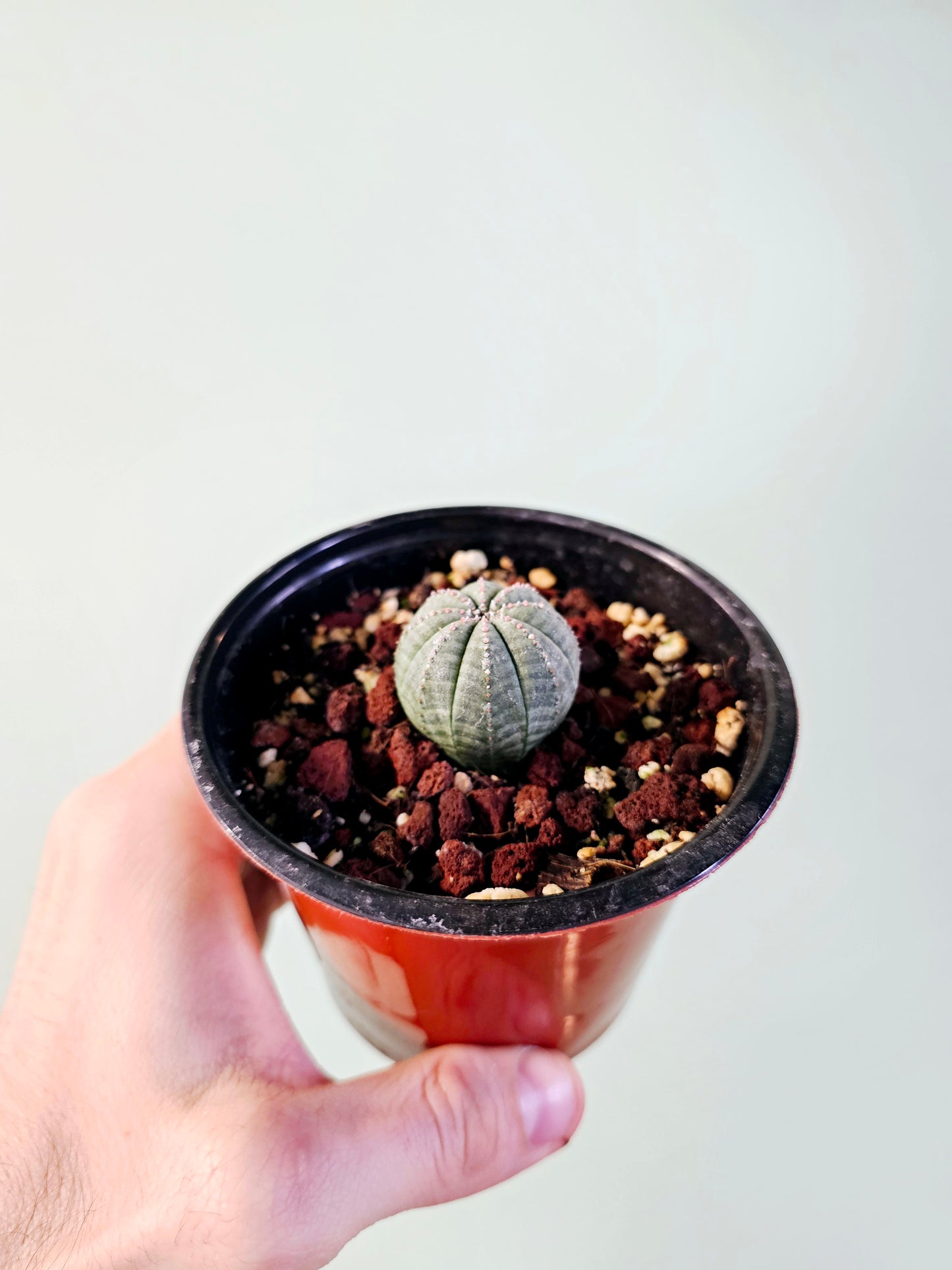 Euphorbia obesa "Baseball Cactus" 4"