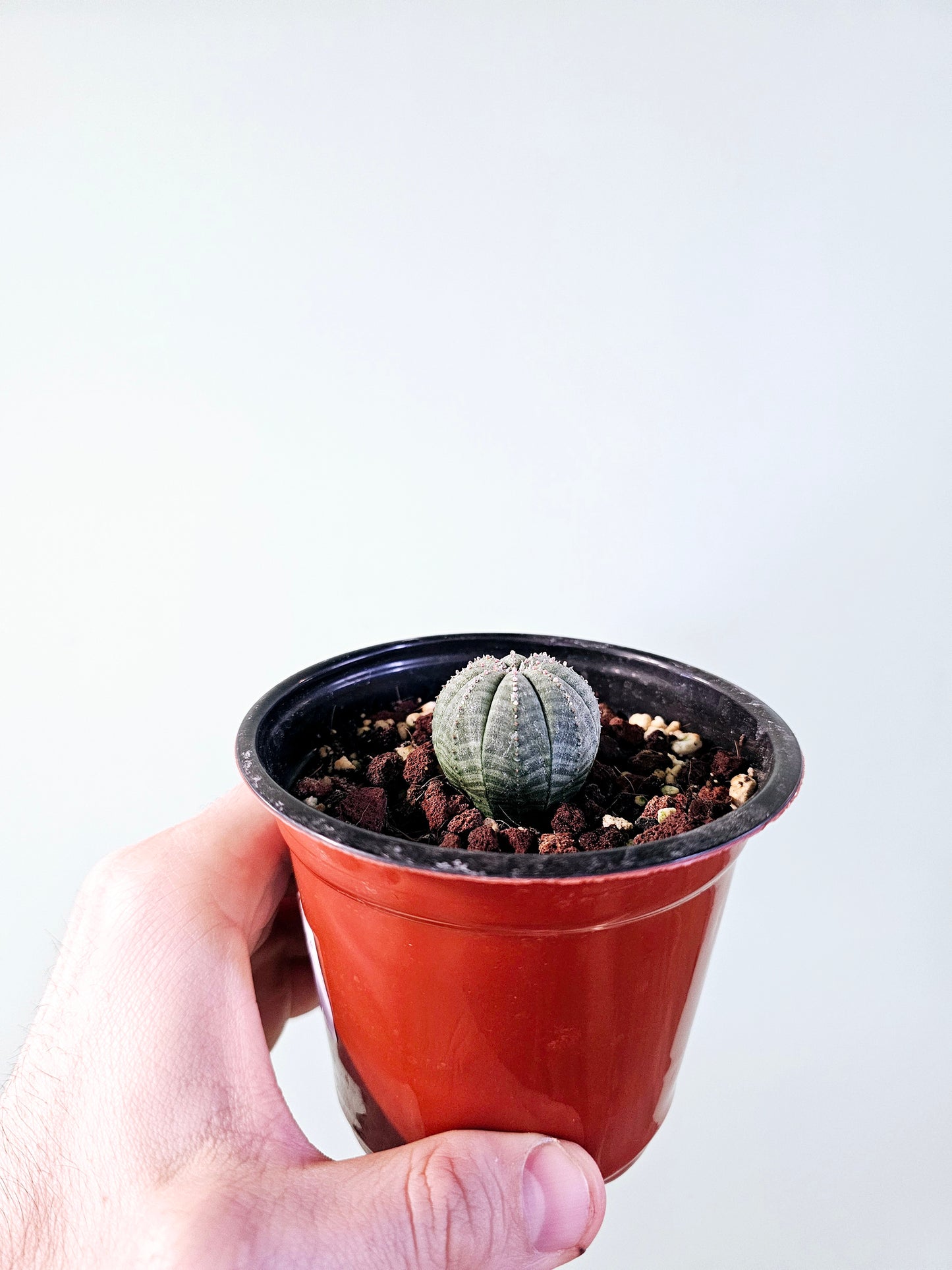 Euphorbia obesa "Baseball Cactus" 4"