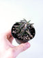 Euphorbia cylindrifolia ssp. Tuberifera 3"