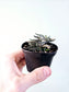Euphorbia cylindrifolia ssp. Tuberifera 3"