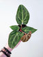 Anthurium magnificum x crystallinum 4"