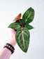 Anthurium magnificum x crystallinum 4"