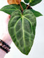Anthurium magnificum x crystallinum 4"