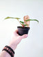 Anthurium magnificum x crystallinum 4"