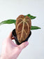 Anthurium magnificum x crystallinum 4"