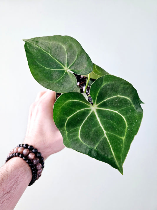 Anthurium Clarinervium 4"
