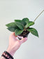 Hoya Pottsii 4"