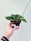 Hoya Pottsii 4"