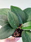 Hoya Pottsii 4"